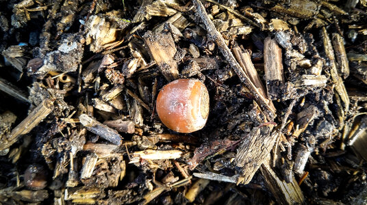 An acorn photo
