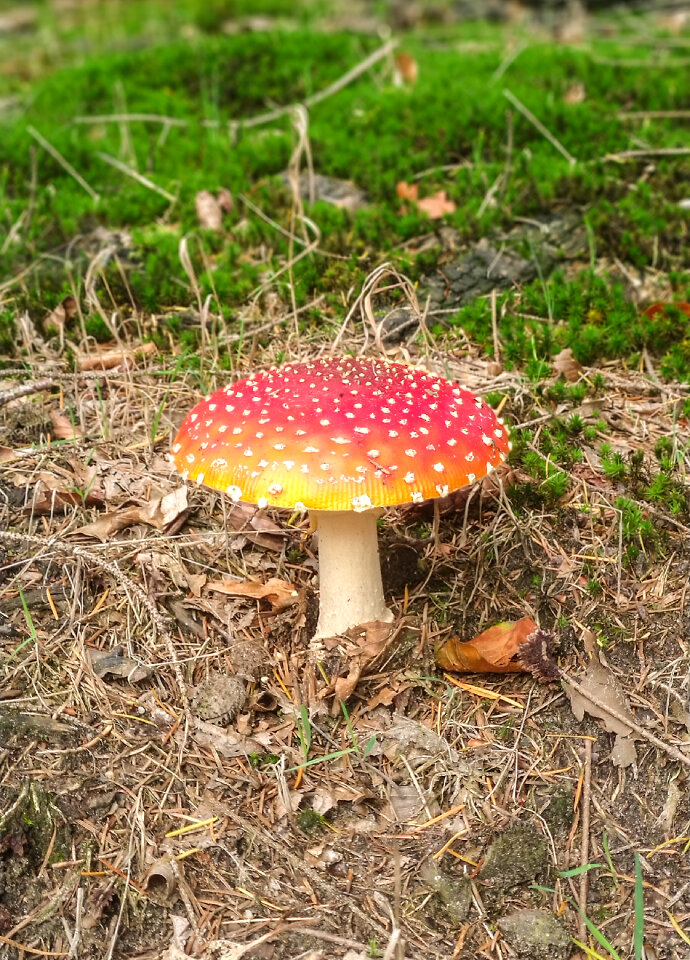 Red with whote dots and yellow