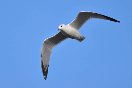Ring-Billed Gull In Flight photo