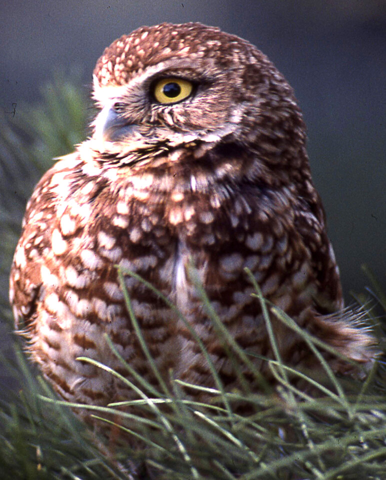 owl looking sideways