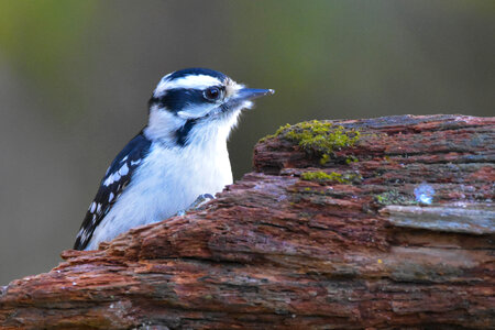 Female Downy woodpecker on a log. photo