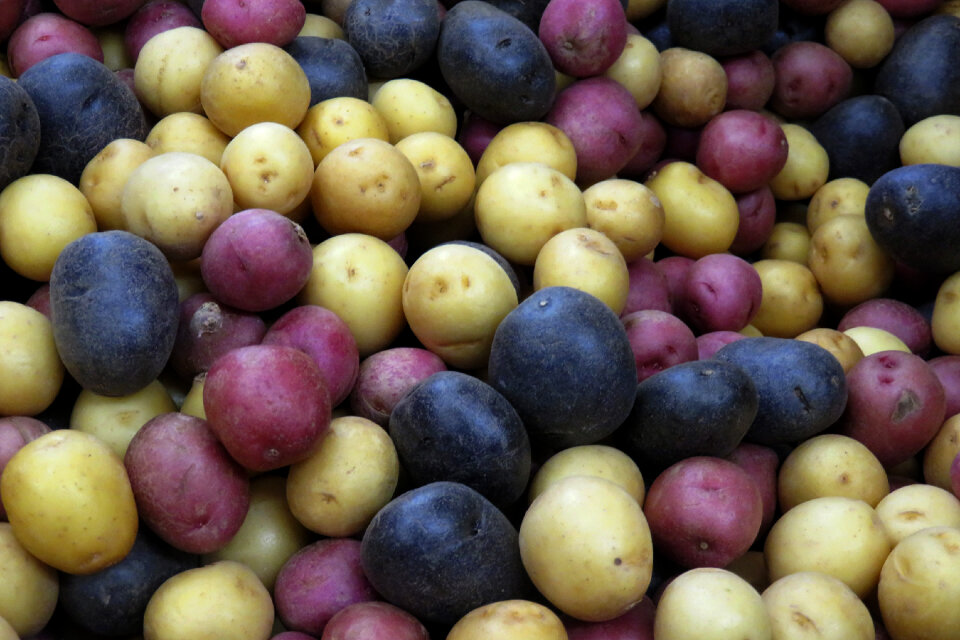 multicolored potatoes