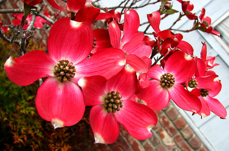 dogwood blossoms photo