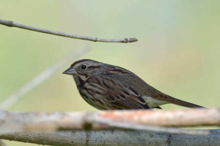 Song Sparrow photo