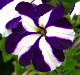 purple pinwheel petunia photo