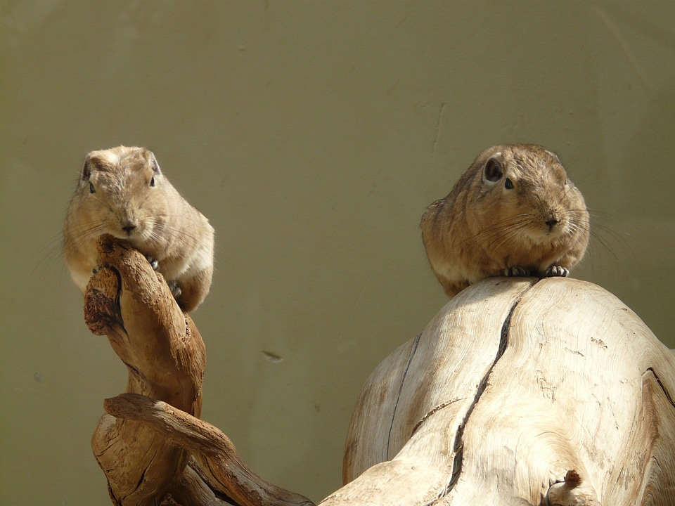Mammal animal fauna