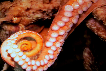 octopus tentacle photo