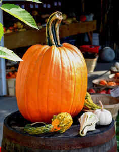 Autumn is pumpkin time photo