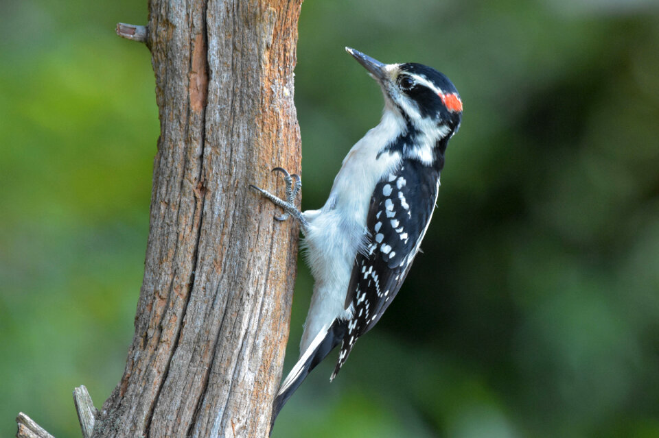 Male Hairy Woodpecker on a dead tree