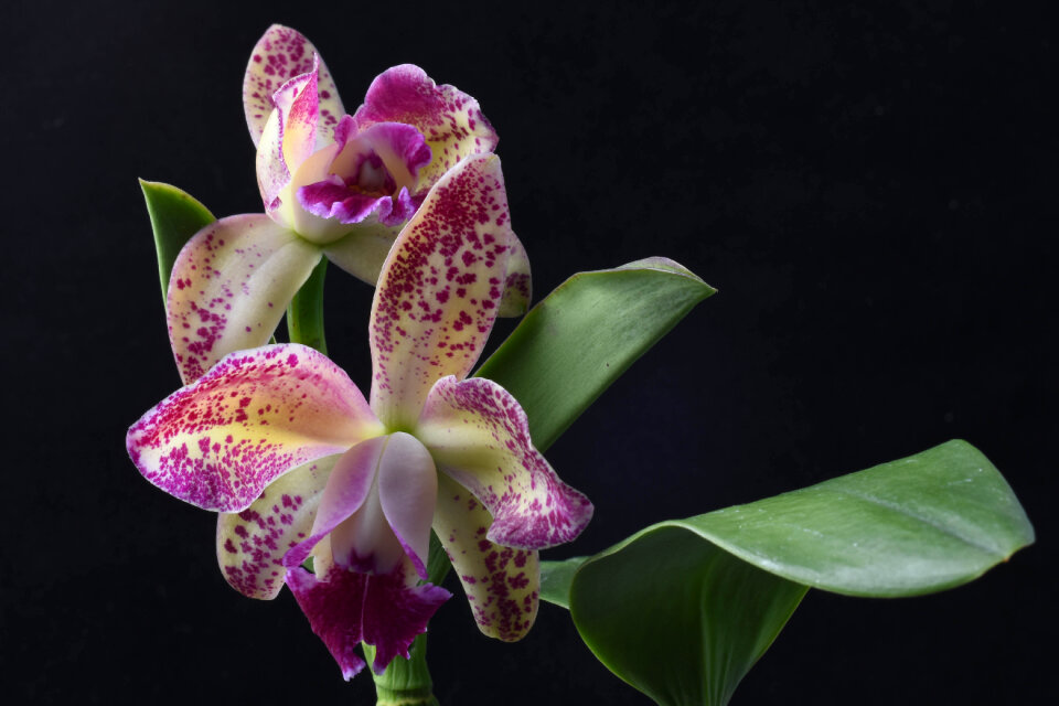 Blc. Pauwela Polka Dots