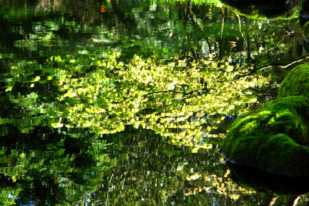 green water reflection photo