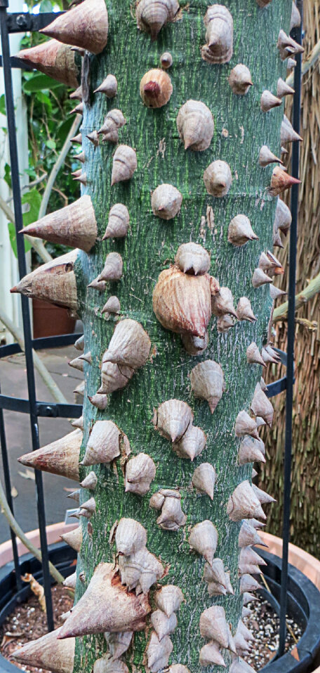 mother-in-law plant
