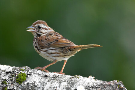 Female Song Sparrow in full profile. photo