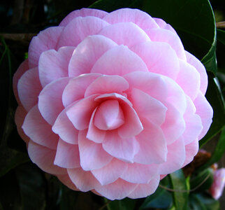 pink camellia photo