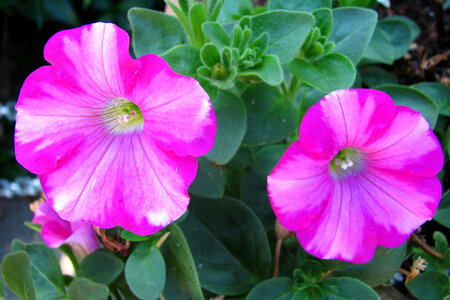 pink petunias photo