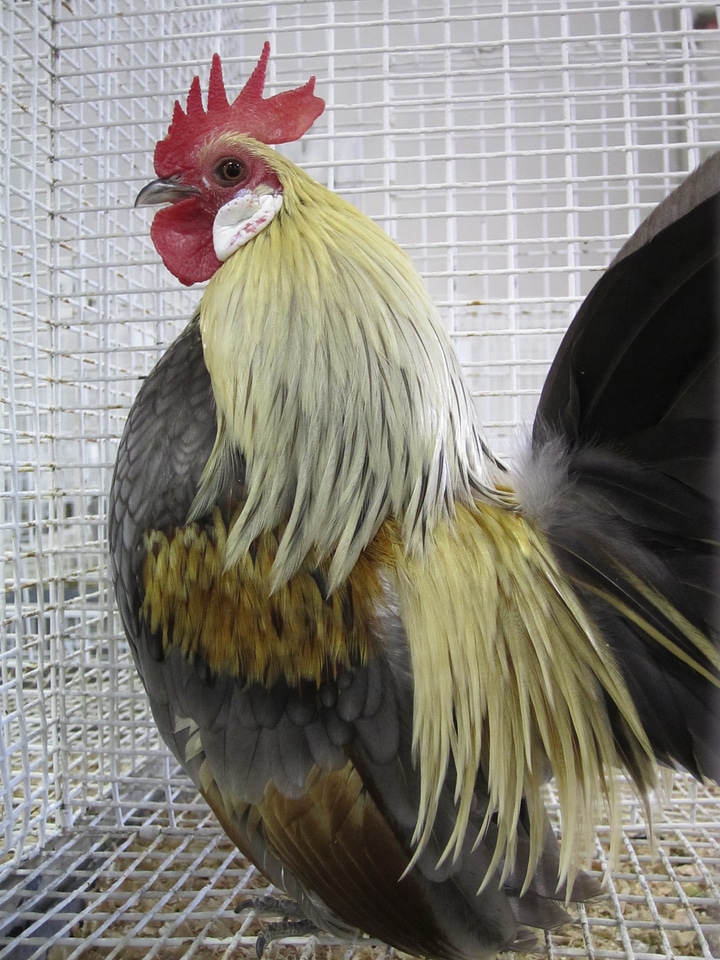 Bird farm farm animal