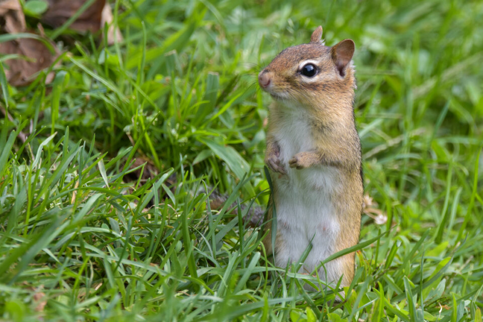 Halt, Who Goes There?