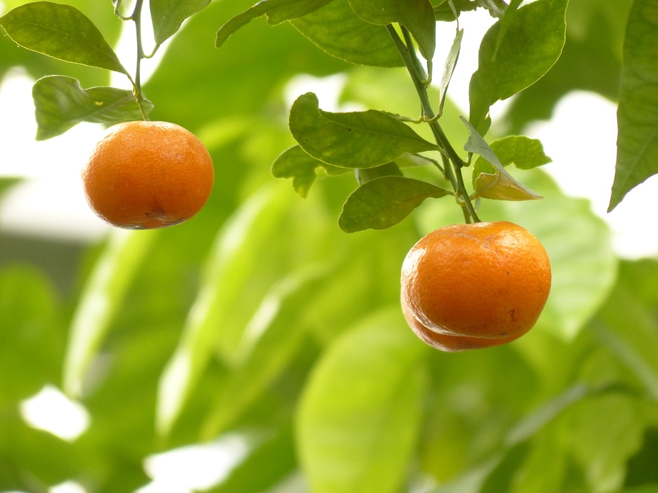 Fruit citrus fruit calamondinorange