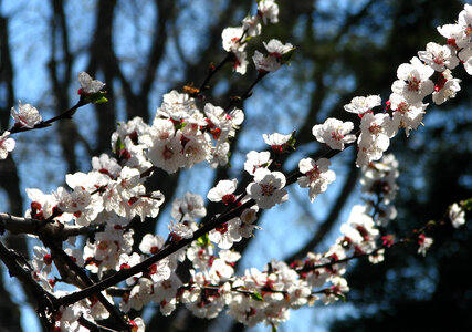 white fruit tree blossoms photo
