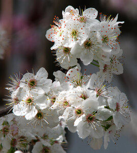 white fruit tree blossom closeup photo