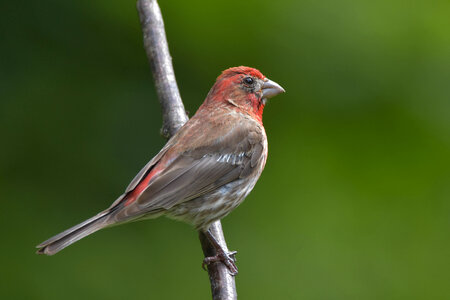 Please don't call me a sparrow