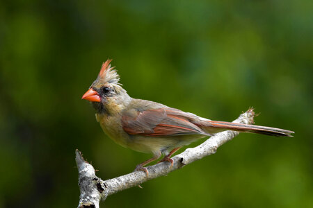 Female Northern Cardinal, in full-profile perched on a twig photo