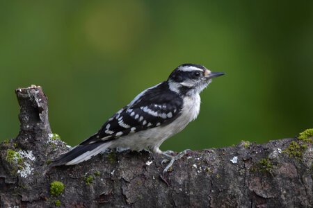 Juvenile Female Downy Woodpecker perched on a log. photo