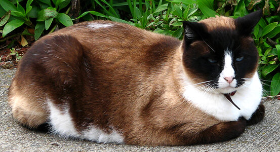 calico-Siamese cat photo