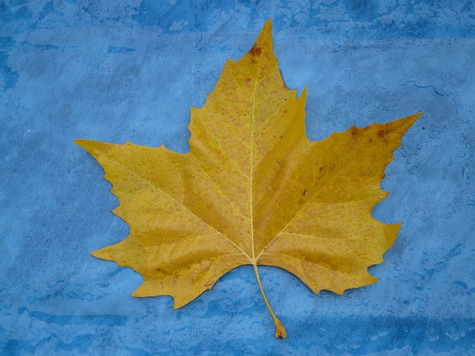 Yellow fall color poplar leaf