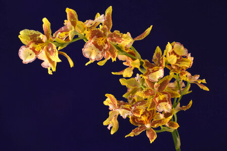 Orchid Riot photo