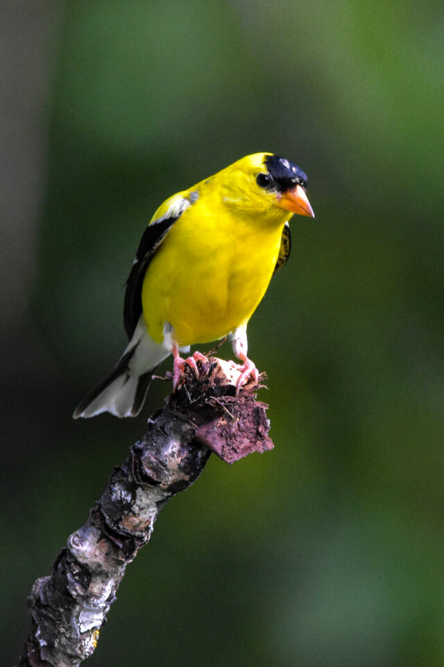 Yellow bird up high in a broken tree.