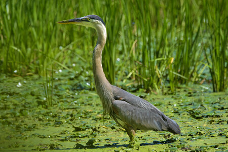 Full profile photograph of a Great Blue Heron in its natural environment.