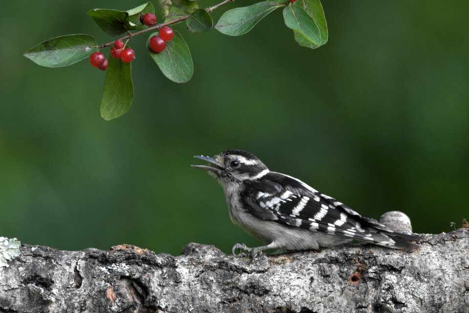 Woodpecker selecting which berry to eat.
