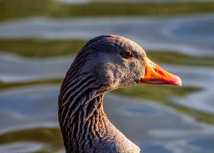 Greyling goose head photo