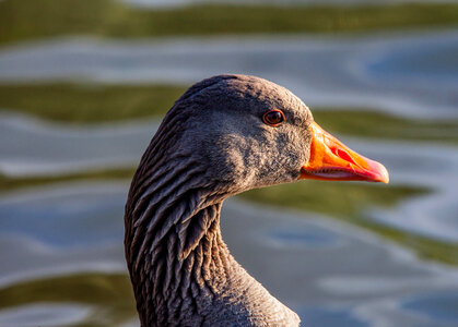 Greyling goose head