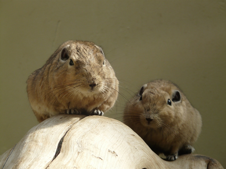Mammal animal fauna