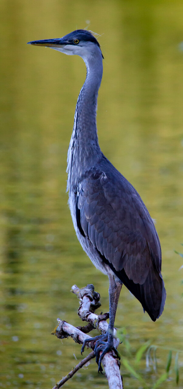 Juvenile heron standing on branch