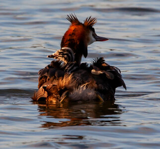 Crested grebe with baby on its back photo