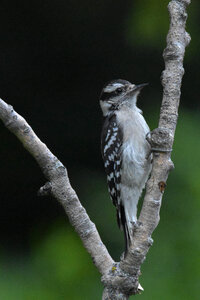 Downy Woodpecker pertched on a V shaped branch photo