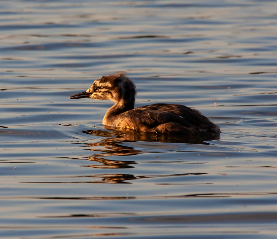 Grebe chick swimming in lake