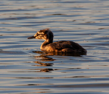 Grebe chick swimming in lake photo