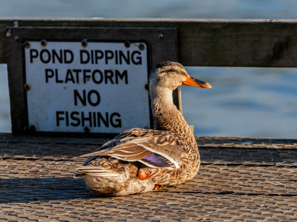 Duck by no fishing sign