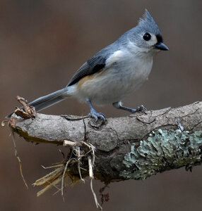 Tufted Titmouse perched on a broken branch photo