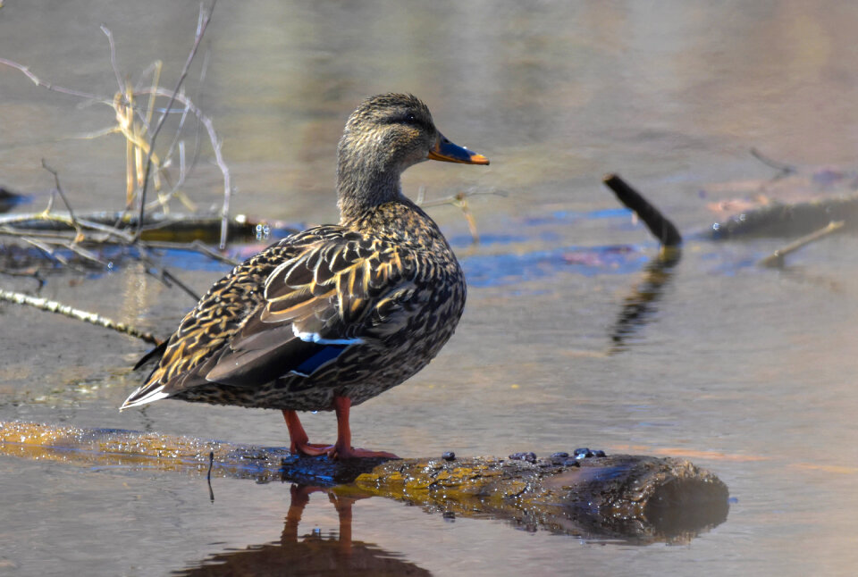 Femal Mallard Duck standing on submerged logl