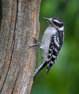 Downy Woodpecker perched on a tree photo