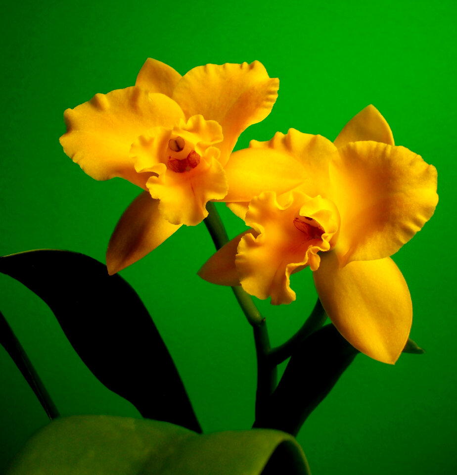 Cattleya Triple Love