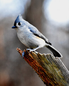 Tufted Titmouse photo