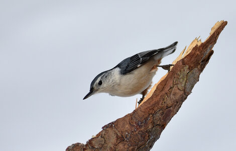 White Breasted Nuthatch photo