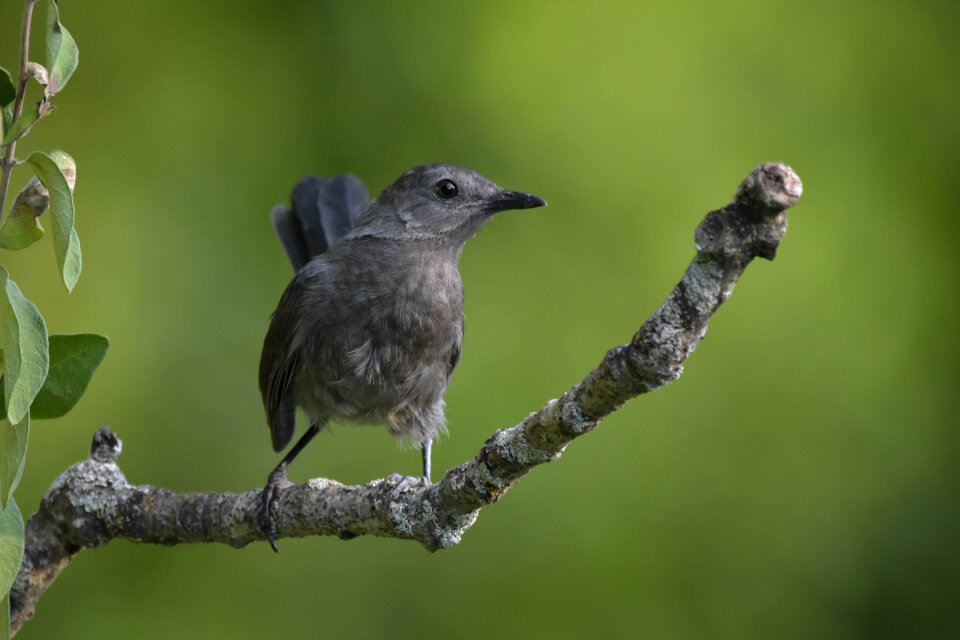 Gray Catbird full frontal view
