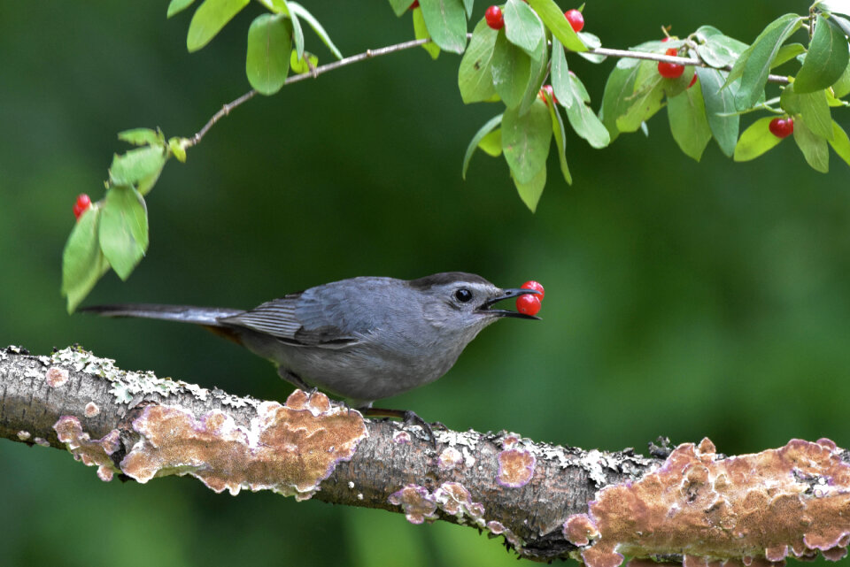 Gray Catbird taking Buffaloberries